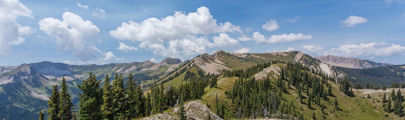 Colorado Forest