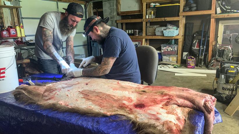 Trimming bear hide in garage