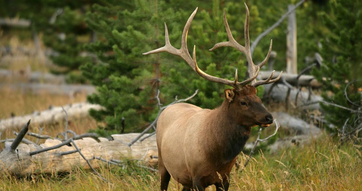 Bull elk in timber 1