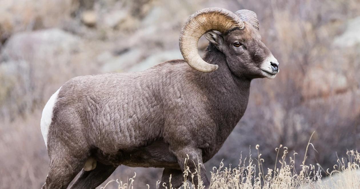 Rocky mountain bighorn sheep h1