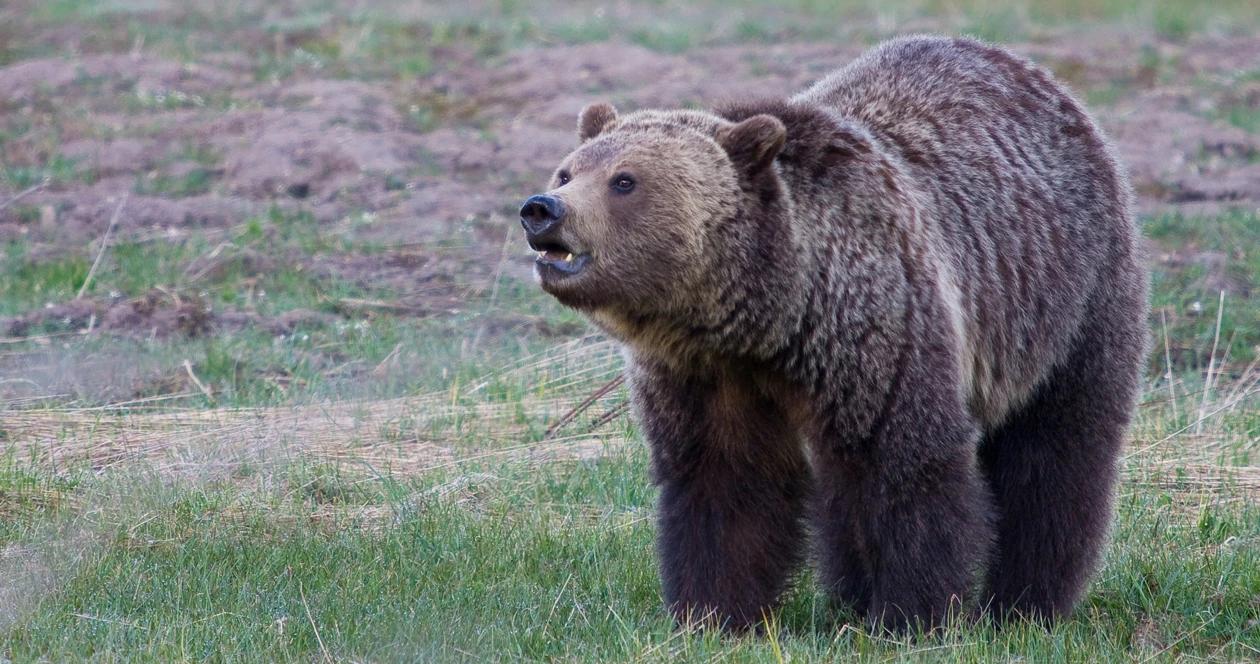 Wyoming grizzlies  delisting h1