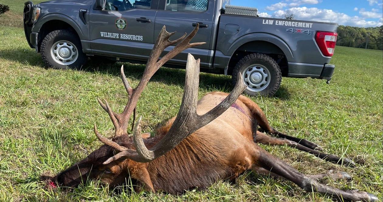 Bull elk poached in tennessee 1
