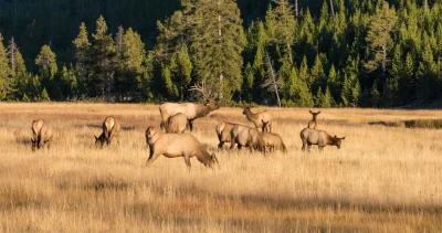 Elk herd colorado h1