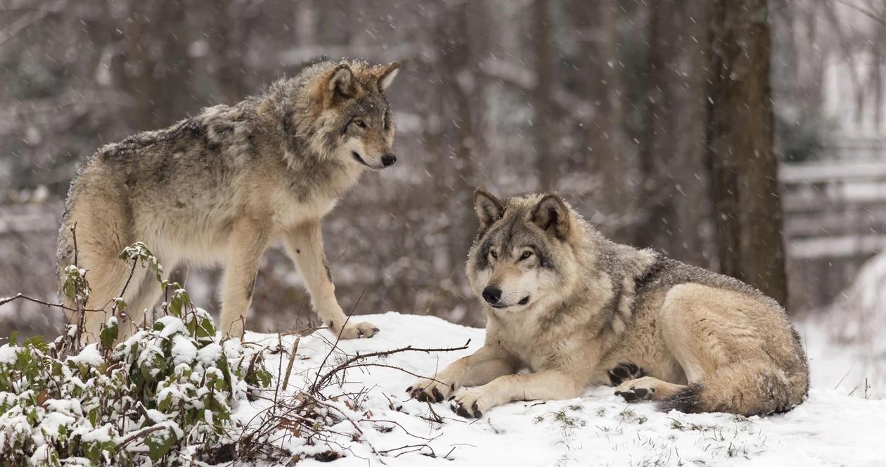 Washington wolves h1