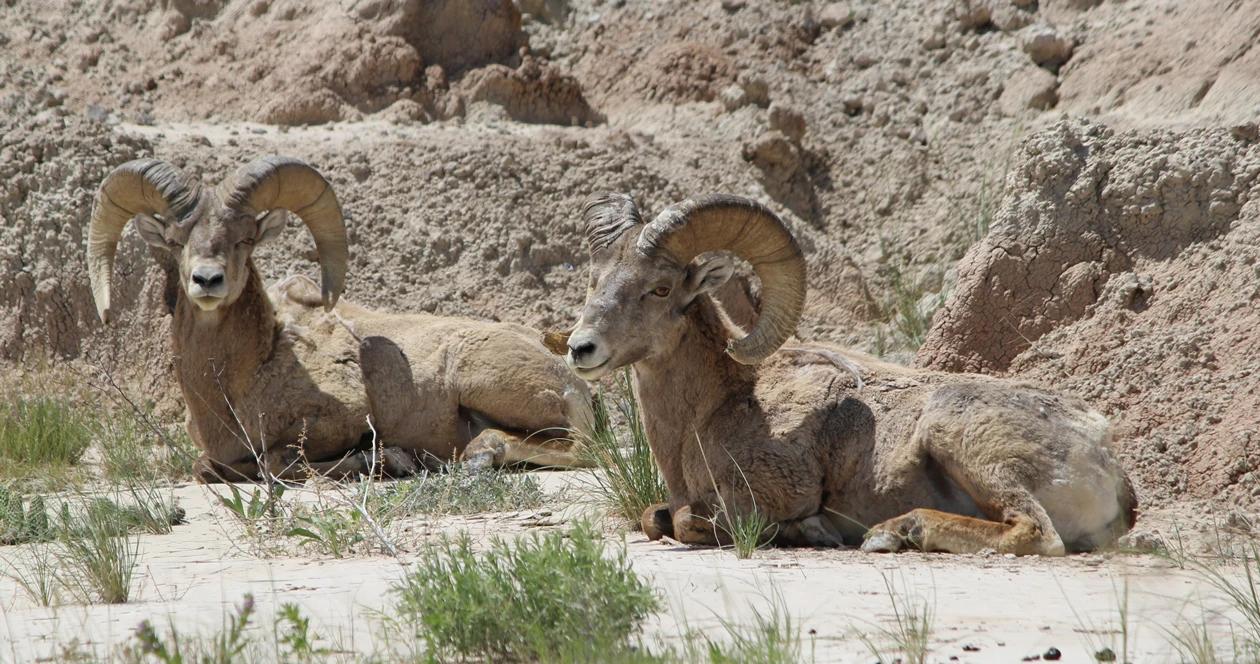Ndow bighorn sheep drought water hauls h1