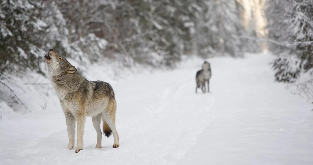 Minnesota wolf hunting h1