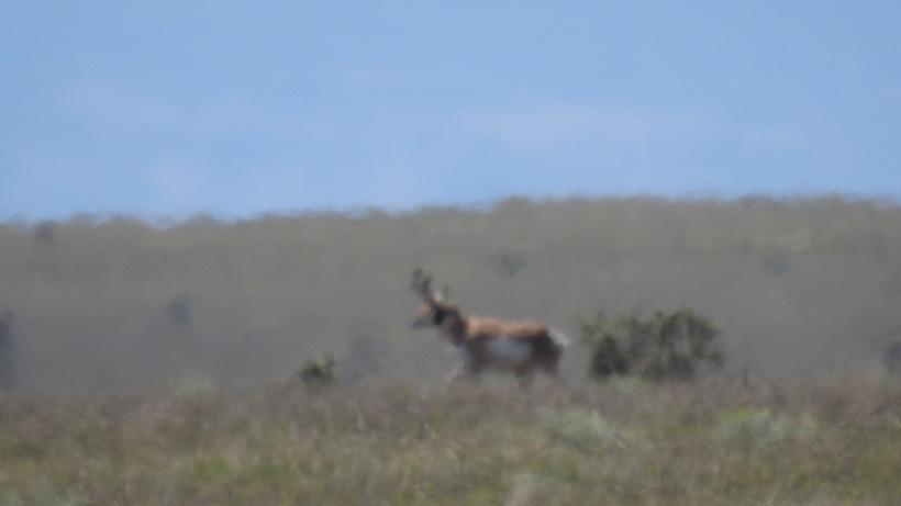Large colorado antelope buck in sun haze