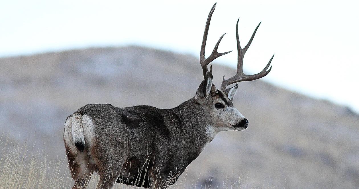 Colorado deer cwd h1