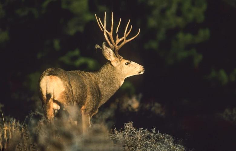 Standing mule deer buck 1