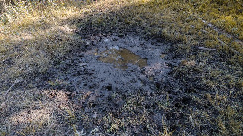 What you're looking for when trying to determine an active elk wallow