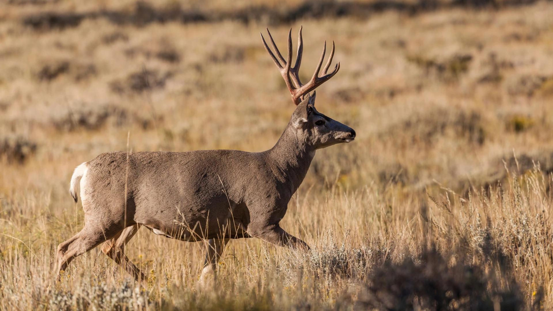 2023 Nevada approved big game quotas, snowpack analysis, habitat overview and more
