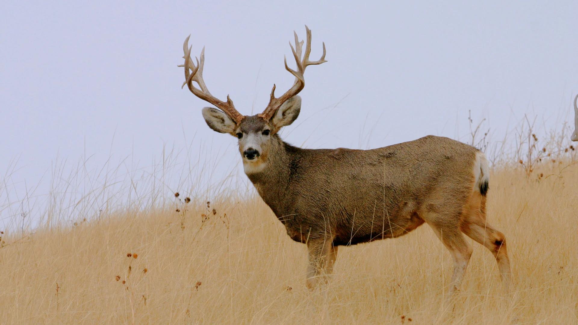 Wyoming considers splitting mule deer and whitetail into separate tags