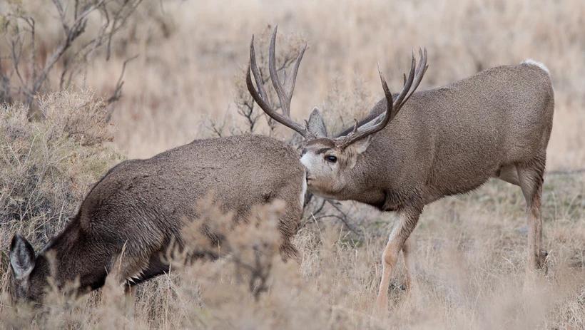 Mule deer buck sniffing doe in heat