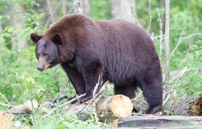 Black bear hunting banned in florida 1