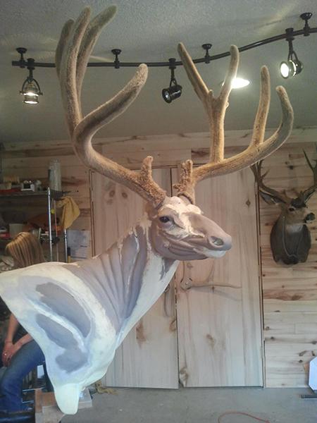 Mule deer mount