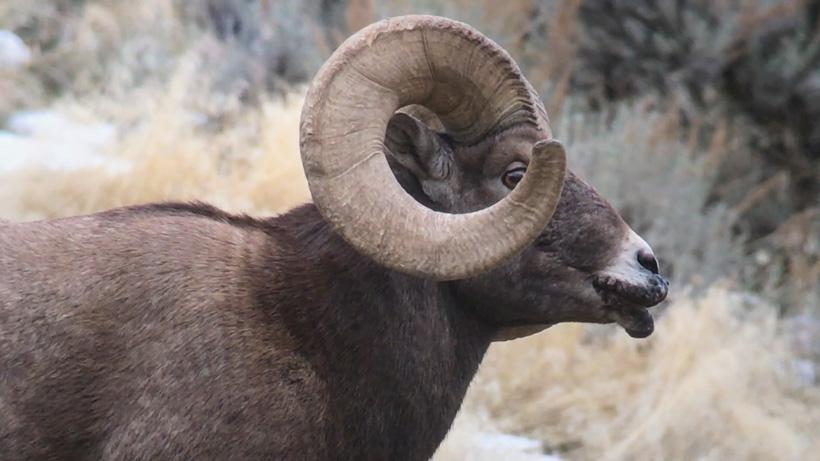 Yellowstone Bighorn sheep infected with sore mouth disease side view