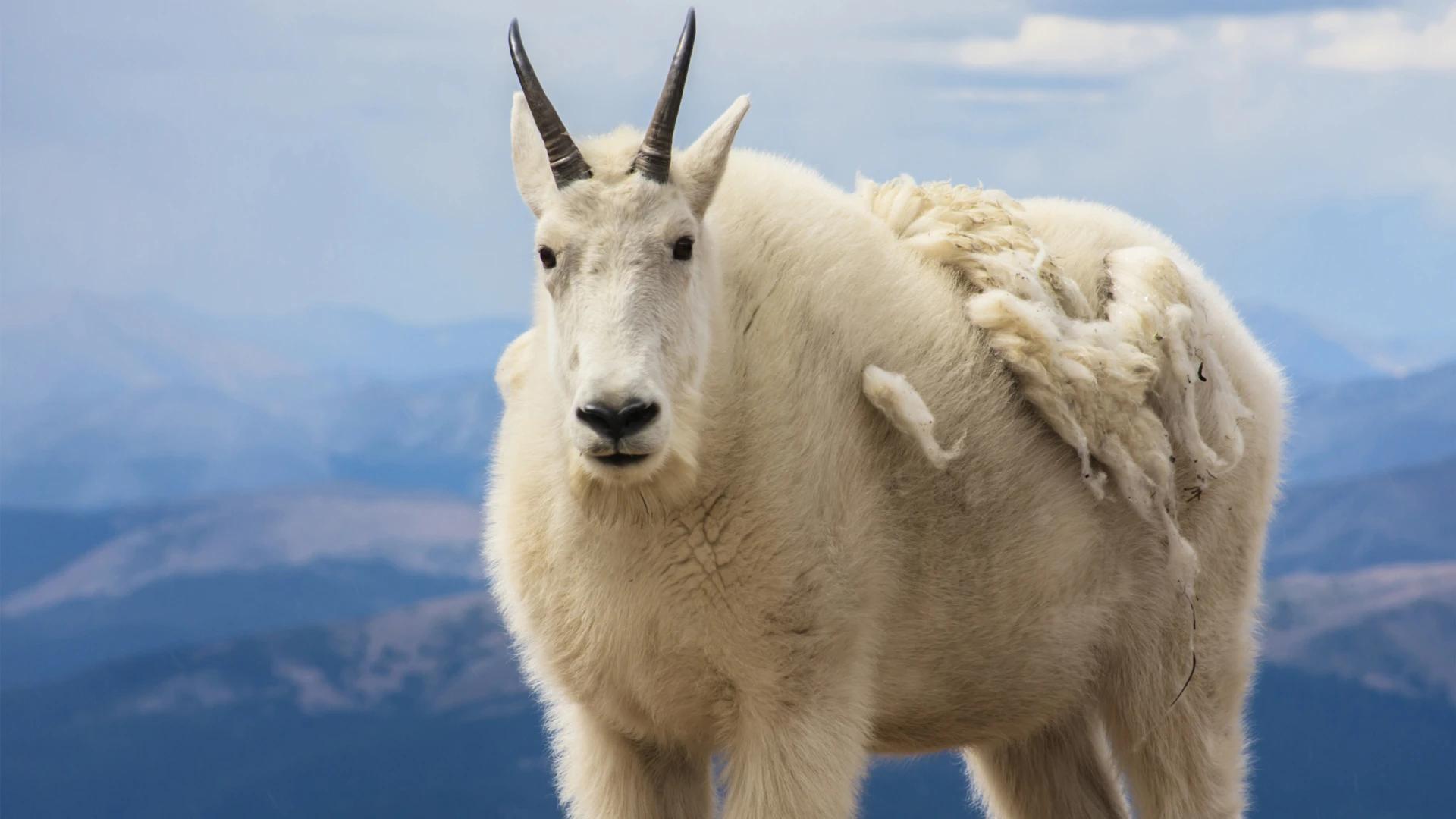 Grand Teton National Park’s Mountain goat cull continues