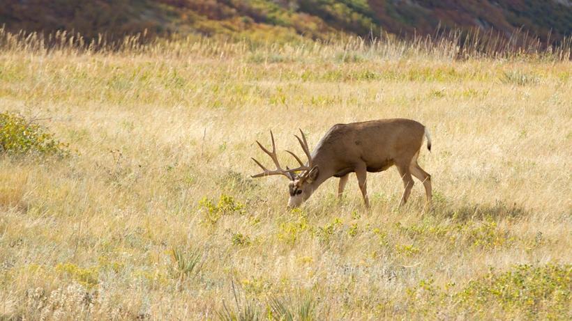 Montana FWP plans special CWD hunt this fall