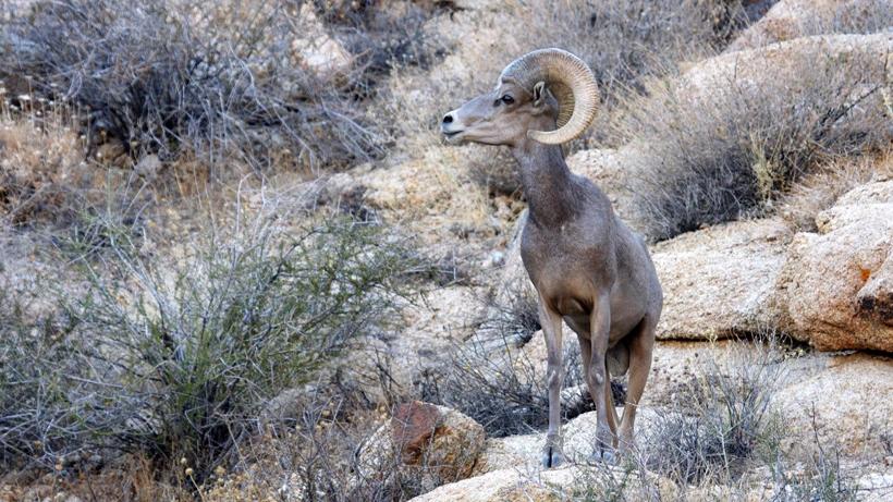 Utah moves forward with bighorn relocation to Mineral Mountains