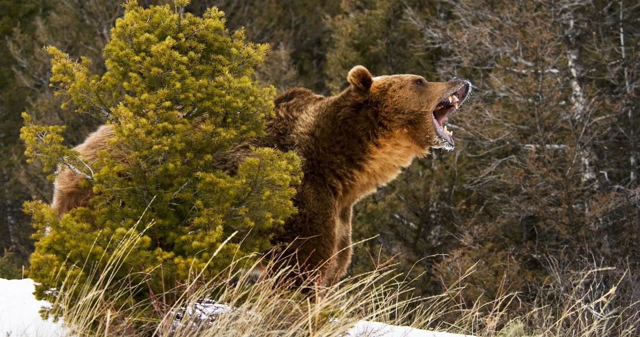 Montana grizzly bear attack h1_0
