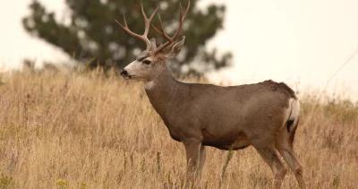 Utah management plan mule deer h1