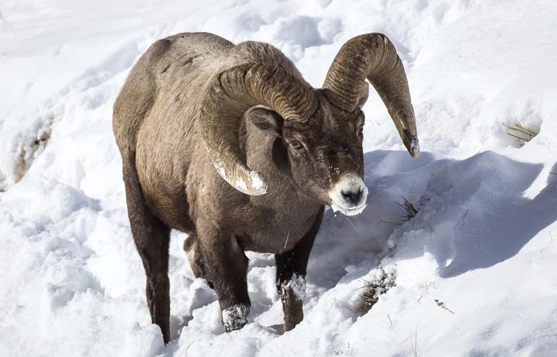 Bighorn sheep in snow h1