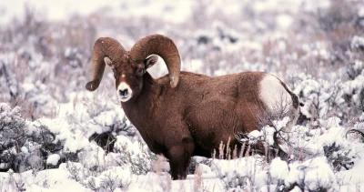 2023 montana moose sheep goat bison application strategy 1