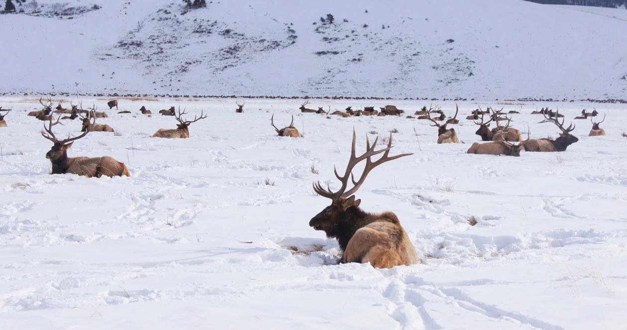 Wyoming elk feedground lawsuit 1_0