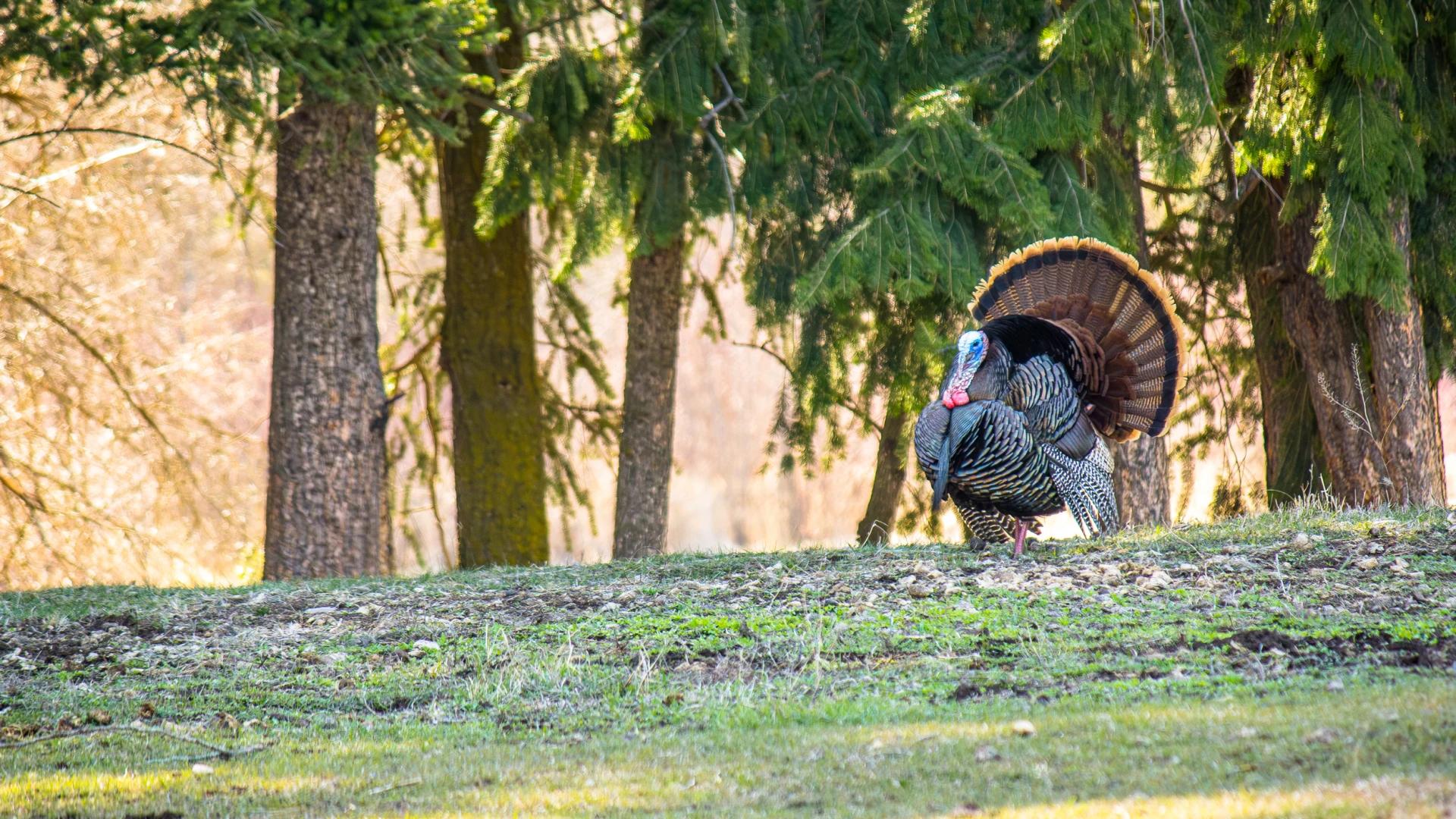 The ultimate guide for spring over the counter turkey seasons in the West