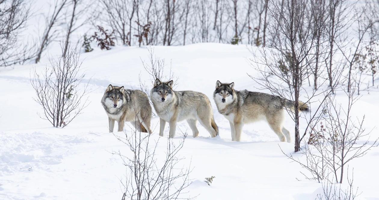 Denali alaska wolves h1
