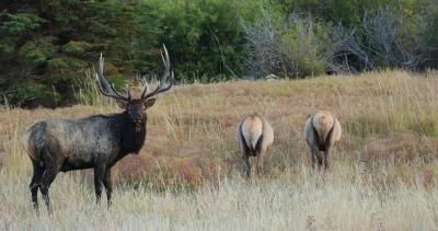 Washington extends 2020 hunting application deadline 1