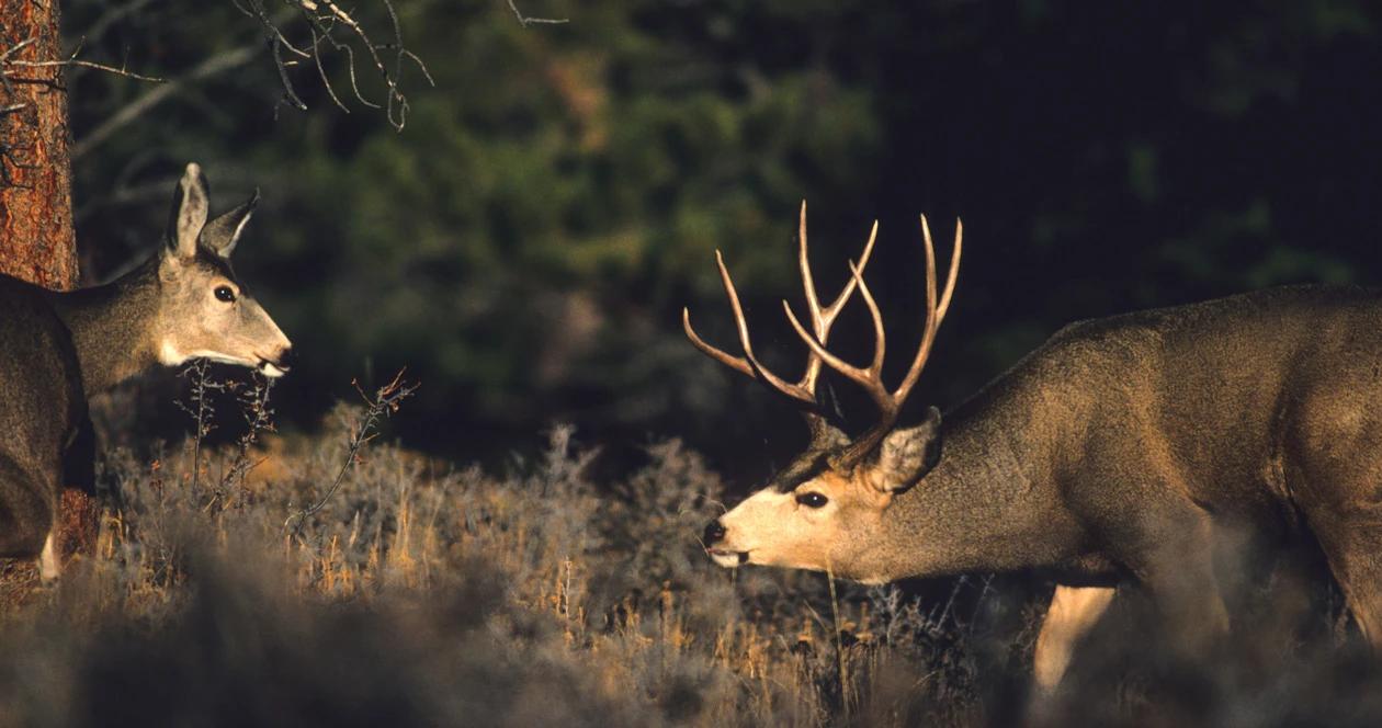 2022 new mexico deer and antelope application strategy 1