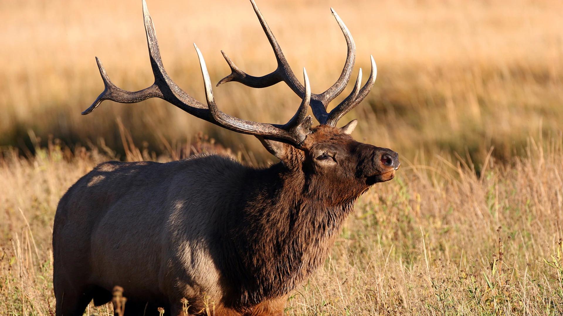 2024 Utah elk and antelope hunting application strategy article
