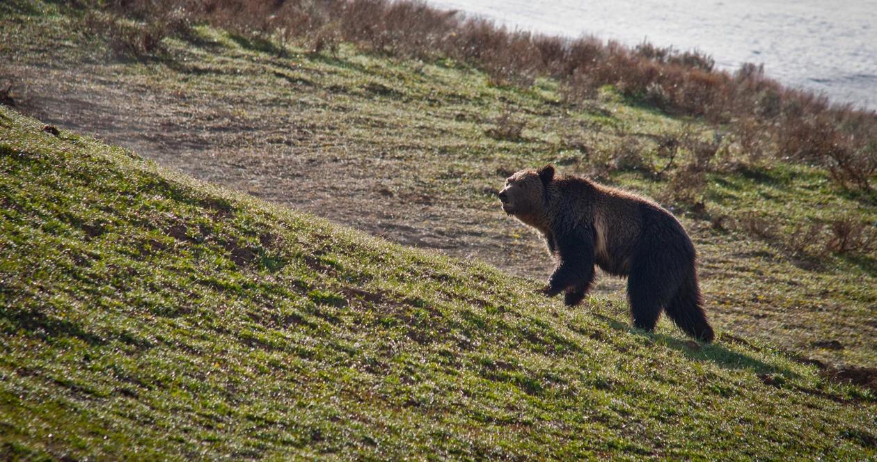 Alaska board notice bears h1