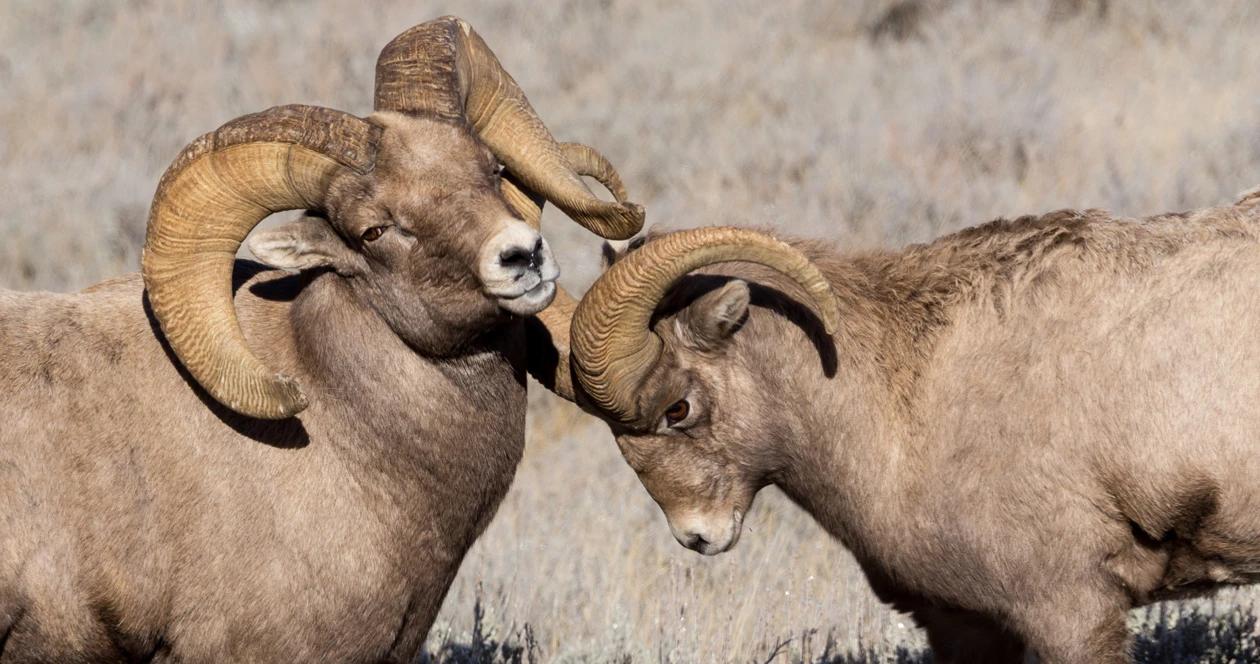Montana bighorn sheep relocation h1