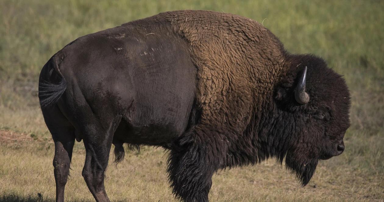 Hunting bison in arizona 1