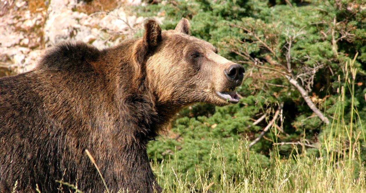 Wyoming idaho grizzly bear h1