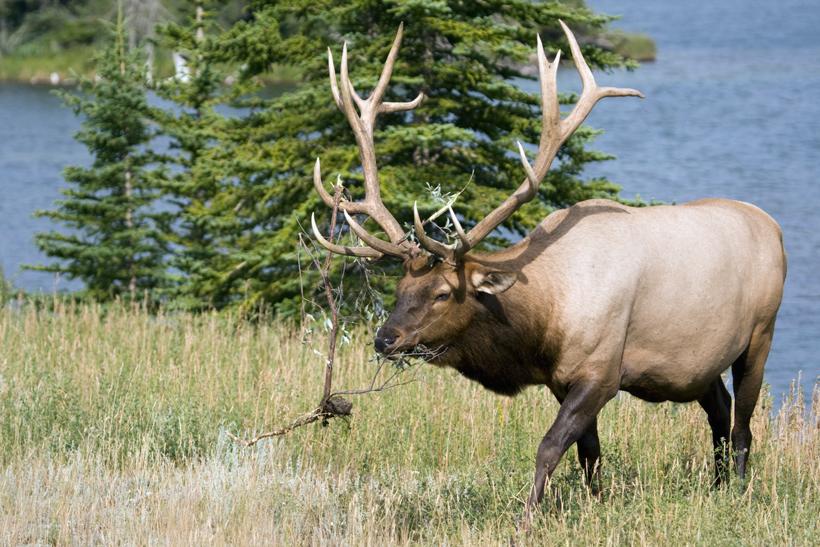 Colorado bull elk_1