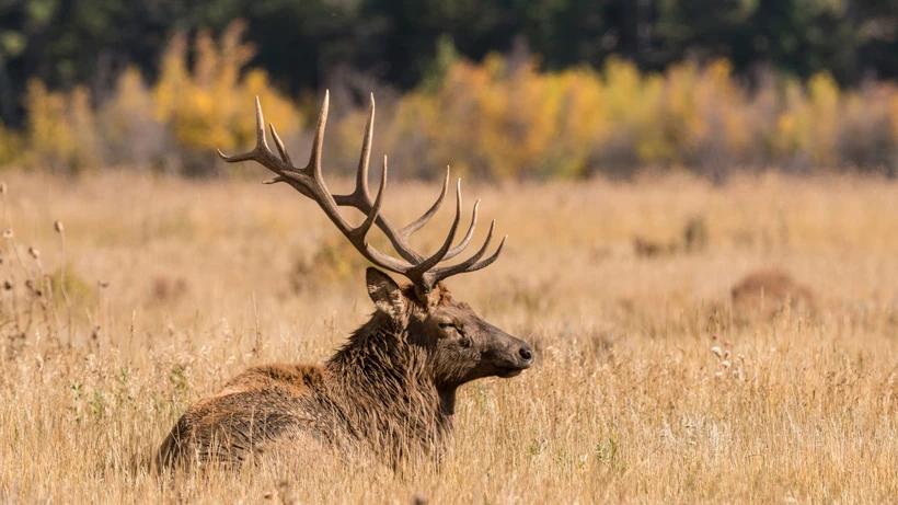 Idaho hopes new rules will keep CWD out of the state