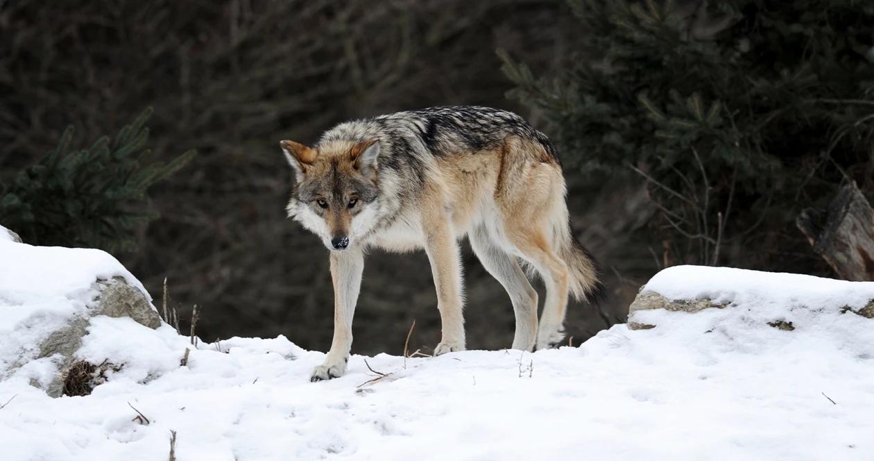 Idaho wolf population h1