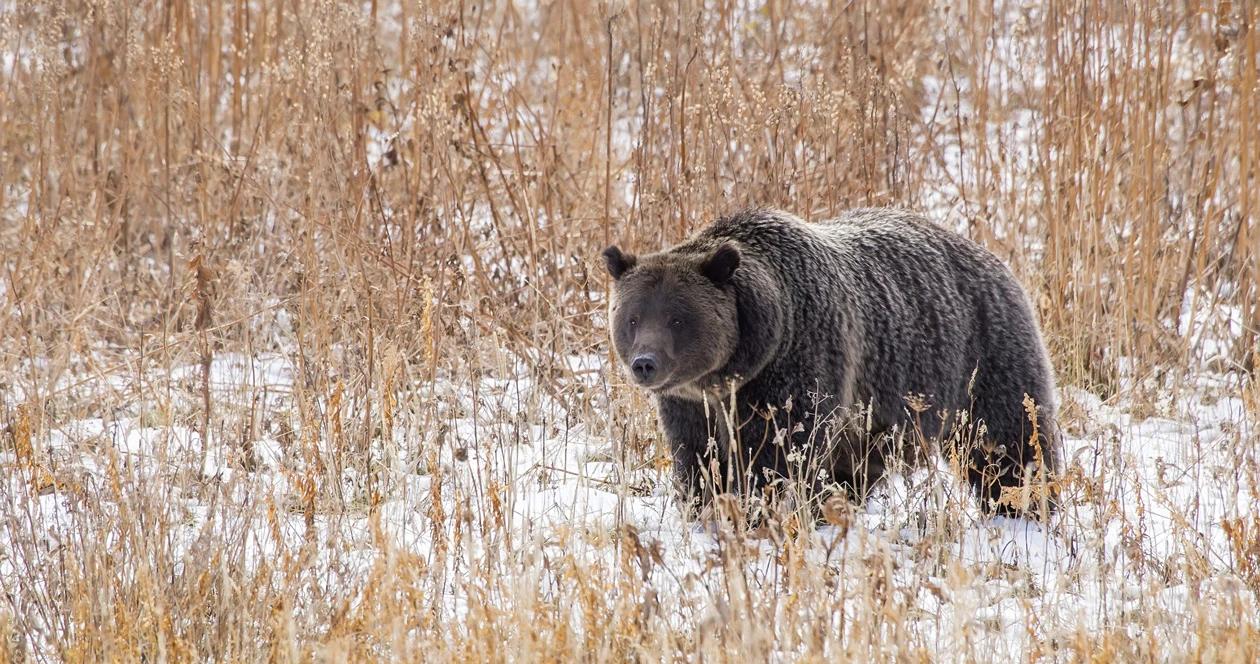 Alaska grizzly bear h1