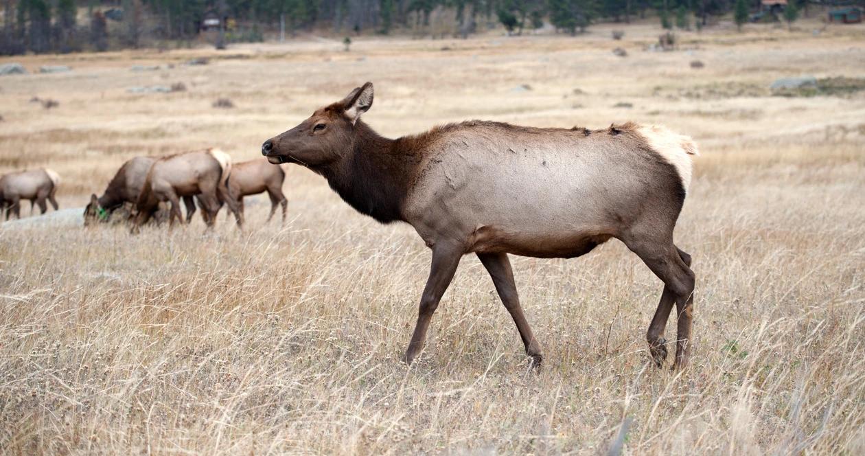 cwd elk deer wyoming H1