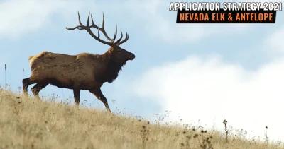 Nevada elk antelope application strategy h1_0