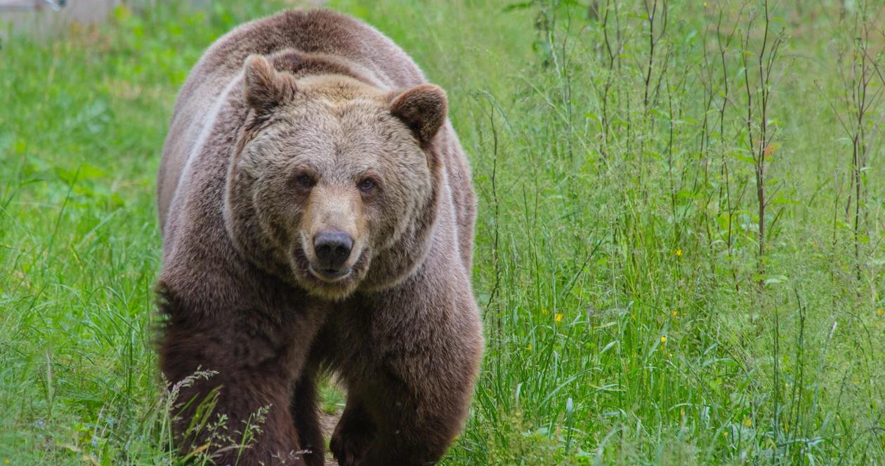 Grizzly bear attacks shed hunter h1
