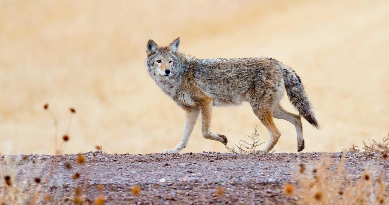 Tuesday news wy coyote h1