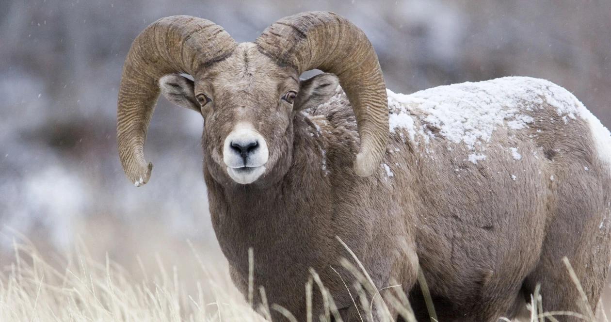 Bighorn sheep relocation study h1