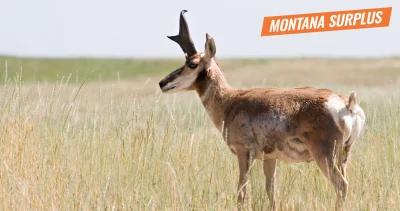 Montana surplus antelope tags 1_0