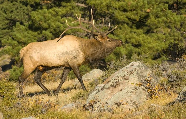 Walking bull elk 1