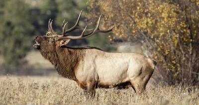 2023 washington deer and elk application strategy