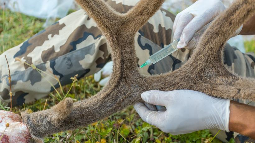 Injecting deer antler vein with formaldehyde